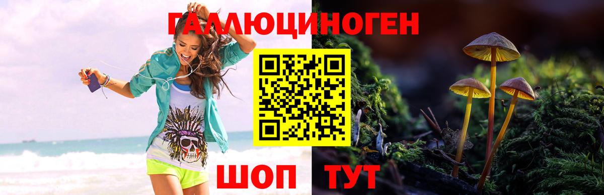 Галлюциногенные грибы мухоморы Артёмовский
